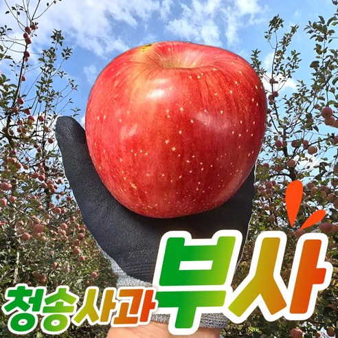 청송사과 부사 당도보장 3kg/5kg/10kg 정품 / 공품 최저가 할인 | 상세 리뷰 post thumbnail image