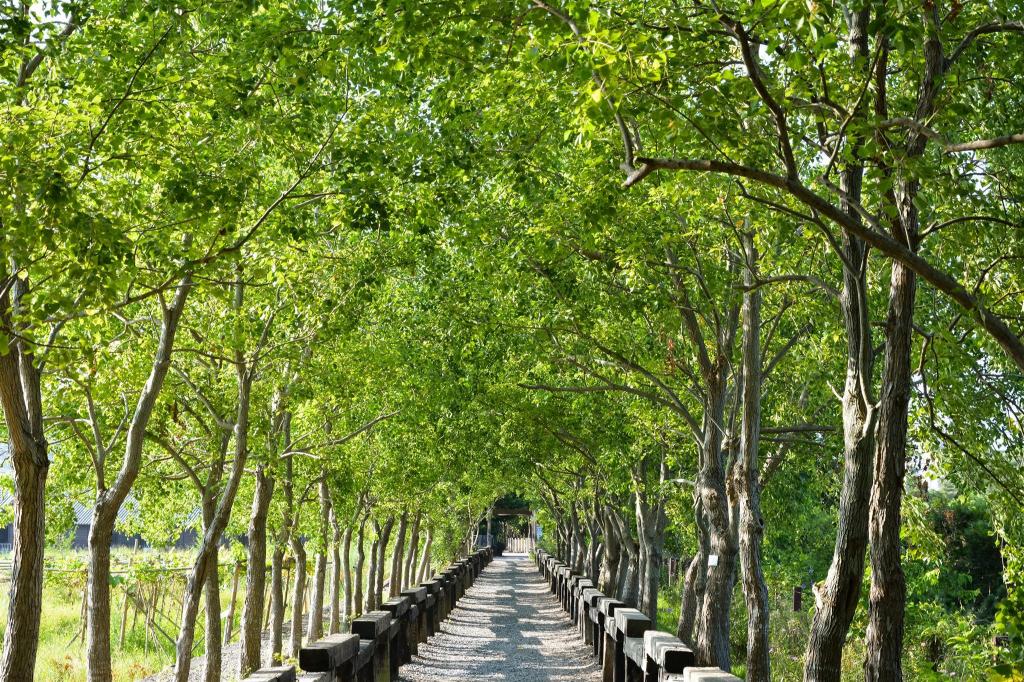 Songyue Homestay